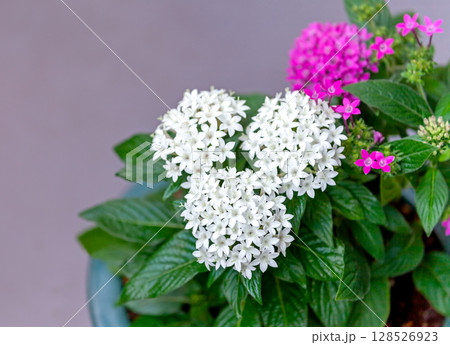 鉢植えのペンタス 鉢植えのペンタス 128526923