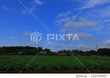 青空に浮かぶ白い雲 128526955