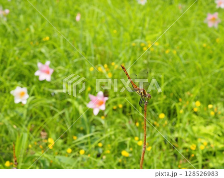 お花畑の枝に、お尻を高くあげて留まっているトンボ(20250710094940) お花畑の枝に、お尻を高くあげて留まっているトンボ(20250710094940) 128526983