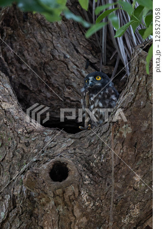 営巣木に姿を現したリュウキュウアオバズクのヒナ 128527058