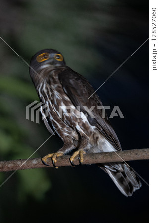 リュウキュウアオバズクの親鳥 128527060