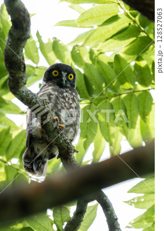 営巣木に姿を現したリュウキュウアオバズクのヒナ 営巣木に姿を現したリュウキュウアオバズクのヒナ 128527063