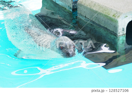 プールで回遊するゴマフアザラシ プールで回遊するゴマフアザラシ 128527106
