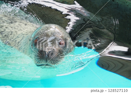 プールで回遊するゴマフアザラシ 128527110