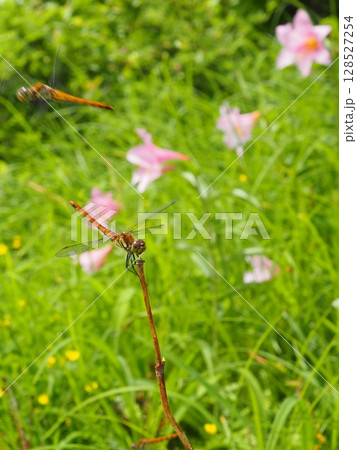 お花畑の枝にとまるトンボ（20250710094959） 128527254