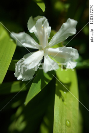 朝の雫とヒメシャガの花。花言葉は「隠れてる私を見つけてください」。 朝の雫とヒメシャガの花。花言葉は「隠れてる私を見つけてください」。 128527270