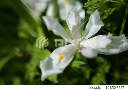 朝の雫とヒメシャガの花。花言葉は「隠れてる私を見つけてください」。 朝の雫とヒメシャガの花。花言葉は「隠れてる私を見つけてください」。 128527275