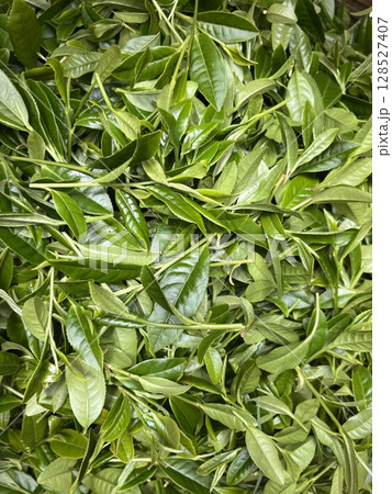 新茶 新茶 128527407