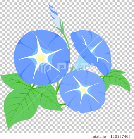 Simple blue morning glory illustration, color, no lines Simple blue morning glory illustration, color, no lines 128527463