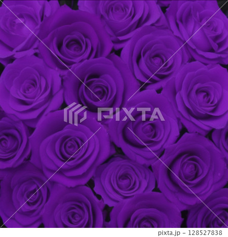 たくさんの紫色の薔薇 128527838