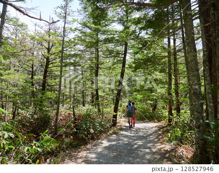 夏の観光名所上高地の森の散策道でハイキングする観光客 128527946
