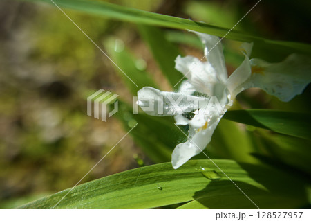 朝の雫とヒメシャガの花。花言葉は「隠れてる私を見つけてください」。 朝の雫とヒメシャガの花。花言葉は「隠れてる私を見つけてください」。 128527957