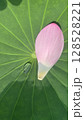 古代蓮 128528221