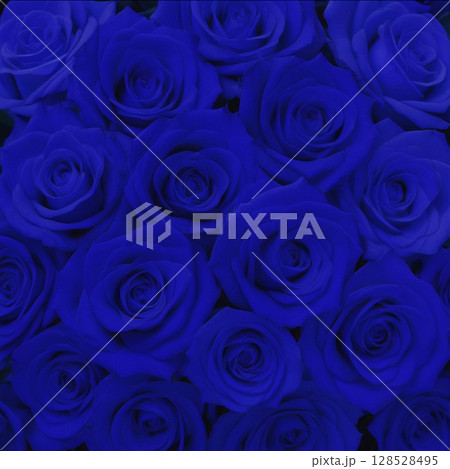 たくさんの青い薔薇 たくさんの青い薔薇 128528495