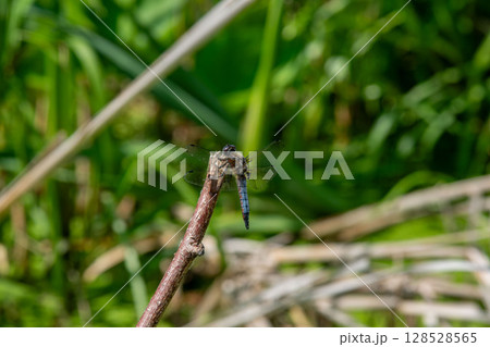 Blue Dragonfly Perched on a Dry Twig in Lush Green Natural Habitat 128528565