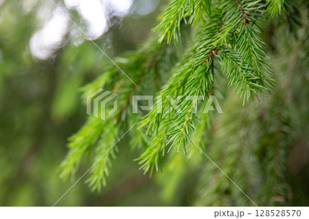 Vibrant Green Fir Tree Branches with Fresh Needles in Forest Close-up Vibrant Green Fir Tree Branches with Fresh Needles in Forest Close-up 128528570