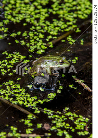 Vibrant Green Frog Sits Calmly on a Rock Amidst Duckweed in a Pond Vibrant Green Frog Sits Calmly on a Rock Amidst Duckweed in a Pond 128528574