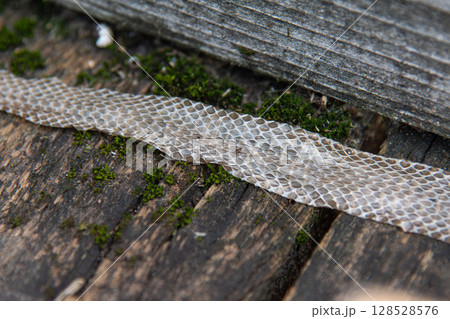 Detailed Close-up of Shed Grass Snake Skin on Mossy Weathered Wood Detailed Close-up of Shed Grass Snake Skin on Mossy Weathered Wood 128528576