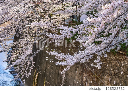 石神井川に架かる桜のトンネル（東京都板橋区） 128528782