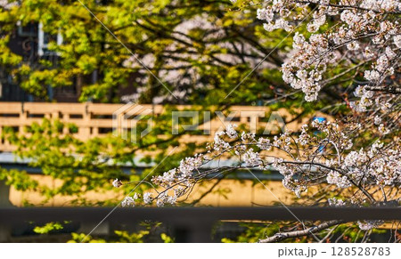春色に染まる橋と桜（東京都・石神井川） 128528783