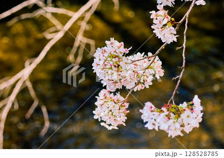 光に揺れる桜の花房（東京都・石神井川） 128528785