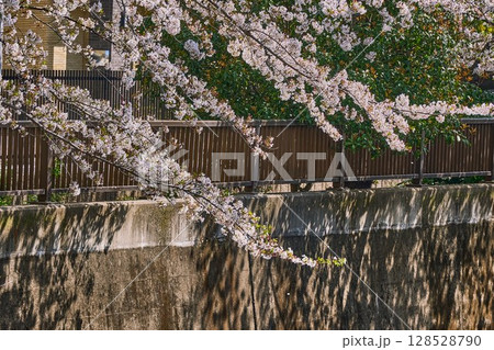 塀越しに揺れる桜と影の美（石神井川・東京） 128528790