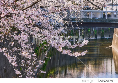 石神井川に咲き誇る桜と静かな春の川景色(東京都板橋区) 石神井川に咲き誇る桜と静かな春の川景色(東京都板橋区) 128528791