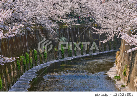 桜が咲き誇る石神井川の春景色(東京都板橋区) 桜が咲き誇る石神井川の春景色(東京都板橋区) 128528803