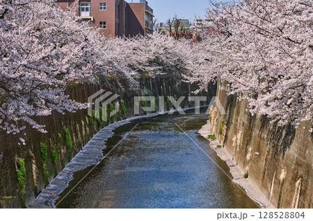 春爛漫の石神井川に咲き誇る桜並木(東京都板橋区) 春爛漫の石神井川に咲き誇る桜並木(東京都板橋区) 128528804