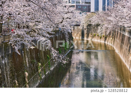 春の石神井川、桜と穏やかな流れ（東京都板橋区） 128528812