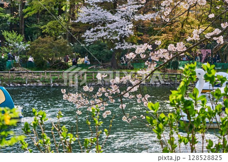 井の頭公園の春、桜とボートが彩る湖畔の風景(東京都武蔵野市) 井の頭公園の春、桜とボートが彩る湖畔の風景(東京都武蔵野市) 128528825