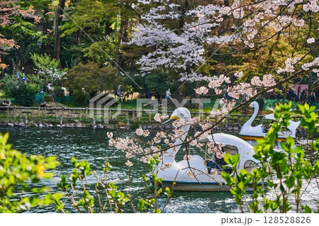 春の井の頭公園、桜とスワンボートが織りなす穏やかな午後（東京都武蔵野市） 128528826