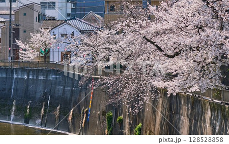 春爛漫の石神井川沿いの町並み(東京) 春爛漫の石神井川沿いの町並み(東京) 128528858