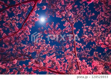 幻想的な夜桜と月 128528933