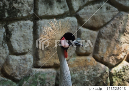 立派なカンムリを持つカンムリヅル 128528948