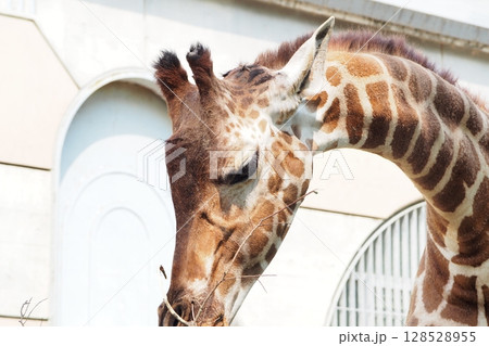 キリンのアップ写真 キリンのアップ写真 128528955