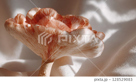 Delicate pastel mushroom with soft shadows on a neutral backdrop Delicate pastel mushroom with soft shadows on a neutral backdrop 128529083