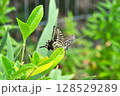 アゲハ蝶 128529289
