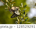 アゲハ蝶 128529291