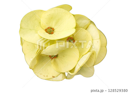 Euphorbia milii Flower PNG Transparent Background 128529380
