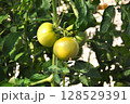 完熟前のトマト 128529391
