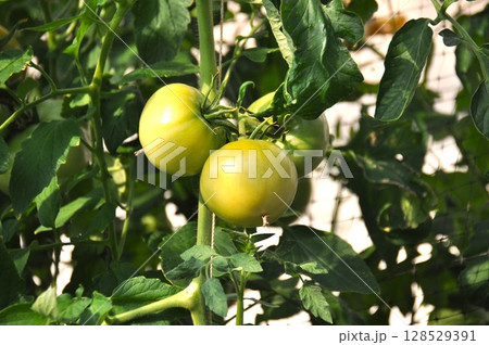 完熟前のトマト 完熟前のトマト 128529391