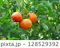 完熟前のトマト 128529392