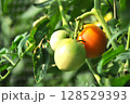 完熟前のトマト 128529393