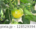 完熟前のトマト 128529394