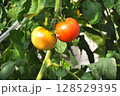 完熟前のトマト 128529395