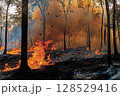 Forest fire with burning dry grass and trees in woodland area, thick smoke and bright flames during natural disaster 128529416