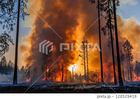 Forest fire with burning dry grass and trees, intense flames and thick smoke rising in woodland area, natural disaster and environmental destruction 128529419