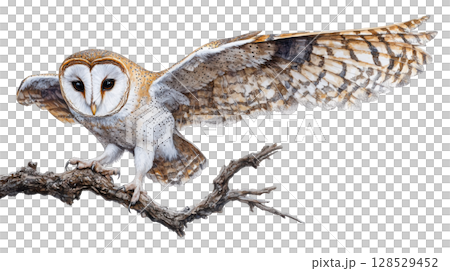 Owl isolated on white background transparent PNG clipart. 128529452