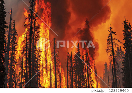Burning forest during strong wildfire in Yellowstone National Park, Wyoming with thick smoke and intense flames 128529460